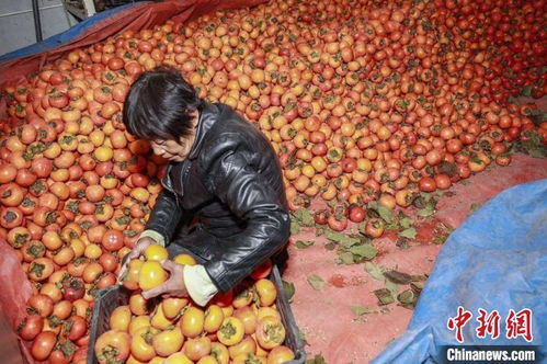 陕西省永寿县 小柿子大产业 带领贫困户走上 致富路